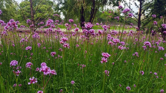 紫浪翻涌醉心田——記吉安柳葉馬鞭草花海